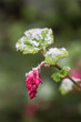 Close up of redflower currant flower and leaves with melting snow in early spring