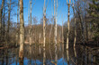 View over a flooded forest with dead naked trees under a clear blue sky