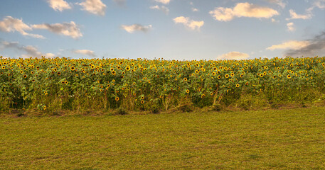 Wall Mural - Yellow blooming summer sunflower field	