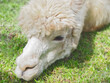 Cute white Alpaca resting with its head on a meadow