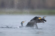 Great Cormorant fighting for Fish 