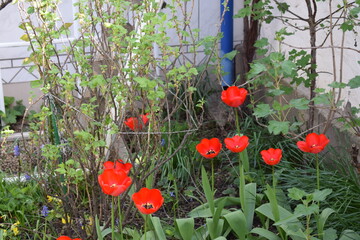 Wall Mural - red tulips between fruit bushes