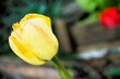 Gelbe und rote Tulpe in Garten am Nachmittag im Frühling