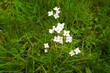 Weiße Wildblumen auf Wiese im garten am Nachmittag im Frühling