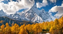 Autumn Mountain Landscape With Yellow Larch Trees And Snow-capped Peaks, Colorful In Autumn Forest And Snow Mountain At Yading Nature Reserve 