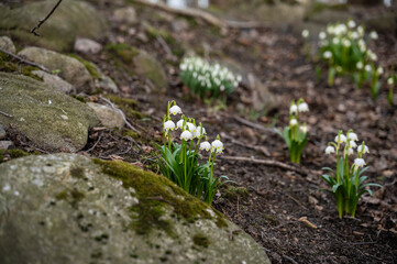 spring in the forest