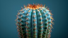   A Green Cactus With Yellow Tips And A Blue Sky In The Background Is Seen In This Close-up Photograph