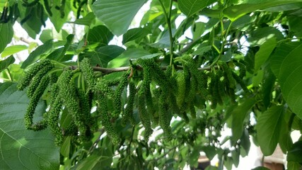 Morus alba, known as white mulberry, common mulberry and silkworm mulberry. White mulberry in a Pakistani home. A scene of unripe mulberries on a branch. Beautiful 4K Footage.