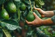 close up cropped hand picking avocado fruit
