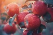 Close-up of red organic apples on the tree in warm light, fall harvest