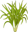 Lemongrass  Plant with  Leaves Colored Detailed Illustration.