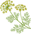 Dill Plant Colored Detailed Illustration