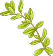 Marjoram Branch Colored Detailed Illustration.