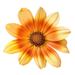 Wall Mural - A close up of a yellow flower with a Transparent Background