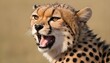 A-Cheetah-With-Its-Fur-Bristling-Agitated- 3