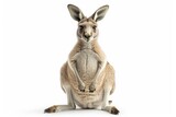 Fototapeta Do pokoju - Majestic kangaroo sitting on hind legs with front paws on the ground in a graceful pose