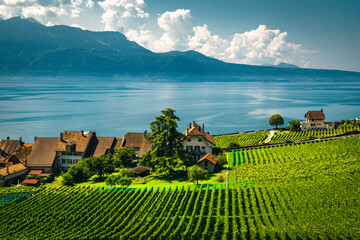 Wall Mural - Vineyards on the Geneva lake shore, Rivaz village, Switzerland