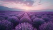 Serene Lavender Field Shines in Documentary Editorial and Magazine Photography
