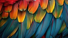 Vibrant Close-Up Of Blue And Gold Macaw Feathers