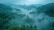   A dense forest brimming with countless emerald trees shrouded in a thick veil of mist, amidst hazy, smoky skies afar