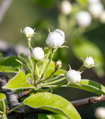 Sticker - Flowers on a pear tree in spring. Close-up