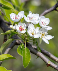 Sticker - Flowers on a pear tree in spring. Close-up