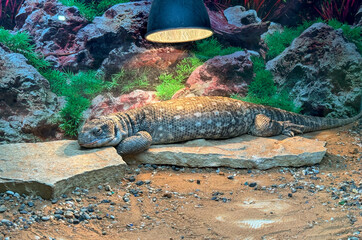 Wall Mural - Closeup of a bearded dragon in the terrarium at the zoo