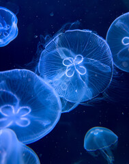 Poster - Blue jellyfish swim in the sea