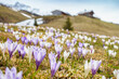 Krokusblüte im Frühling mit einer Almhütte im Hintergrund im tiroler Zillertal