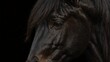 friesian horse close up portrait on plain black background from Generative AI