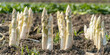 New spring season white asparagus vegetables on the field ready for harvest, white asparagus heads growing from the ground on the farm