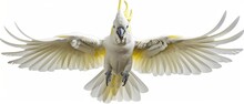 Sulphur Crested Cockatoo Isolated On White Background