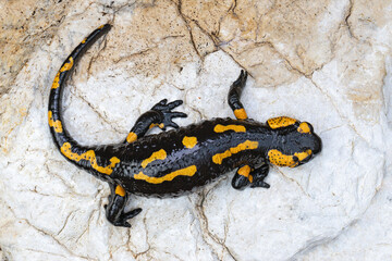 fire salamander on a rock near the river