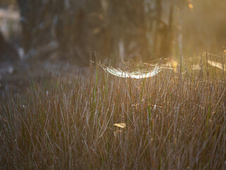 Spiders make nests on top of the grass.