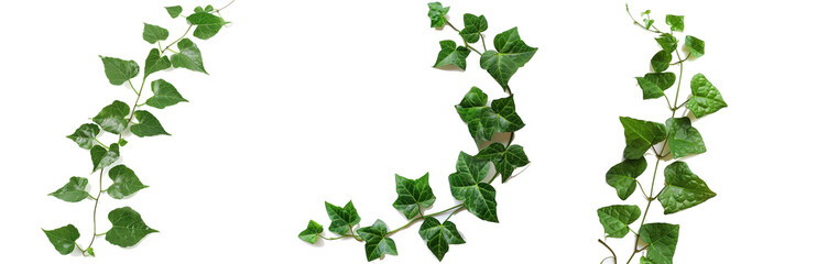 Poster - leaf vine