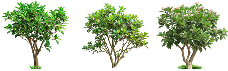 Poster - Flower bush shrub tree plant isolated tropical jungle plant with clipping path