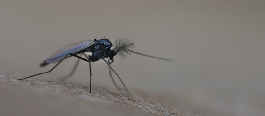 midge black fly