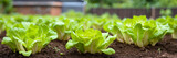 Fototapeta Mapy - Fresh lettuce harvest in the garden - healthy vegetable eco-friendly greens growing in your garden. 