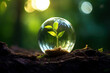 A young green sprout In a glass sphere, a dewdrop plants in the ground close-up. 