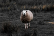 Selective focus of a sheep nibbling grass on the green meadow with dark toned, Ovis aries are quadrupedal ruminant mammals typically kept as livestock, Lamb on the field in countryside of Netherlands.