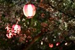 香川県仲多度郡多度津町桃陵公園の夜桜