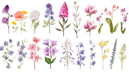 Set of watercolor wildflowers painting isolated on clear png background and transparent background. Fresh and nature concept for nature decorative and flower element, AI generative.	