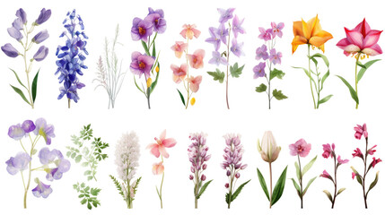 Wall Mural - set of watercolor wildflowers painting isolated on clear png background and transparent background. 