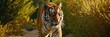 Close-up of a Sumatran tiger in a jungle.with Generative AI technology	
