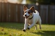 Beautiful photograph of a happy Jack Russell sprinting with a firm hold on a tennis ball. HD clarity captures the joyful dog delight forever. adorable jack russell dog that runs while carrying a tenni