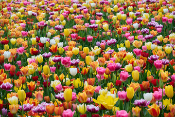 beautiful field of mixed tulips, all colors of the rainbow