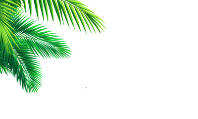 Wall Mural - Green leaves of coconut palm trees isolated on a white background for graphic design