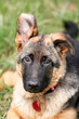Charming Portrait of a 4-Month-Old German Shepherd Puppy in a Natural Setting