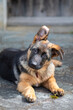 Curious 4-Month-Old German Shepherd Puppy Lounging on Stone Terrace