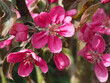Pink flowers of crabapple or ornamental apple trees